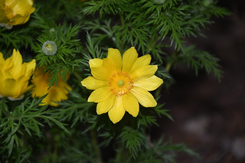 Ranunculus tenuilobus photo 4
