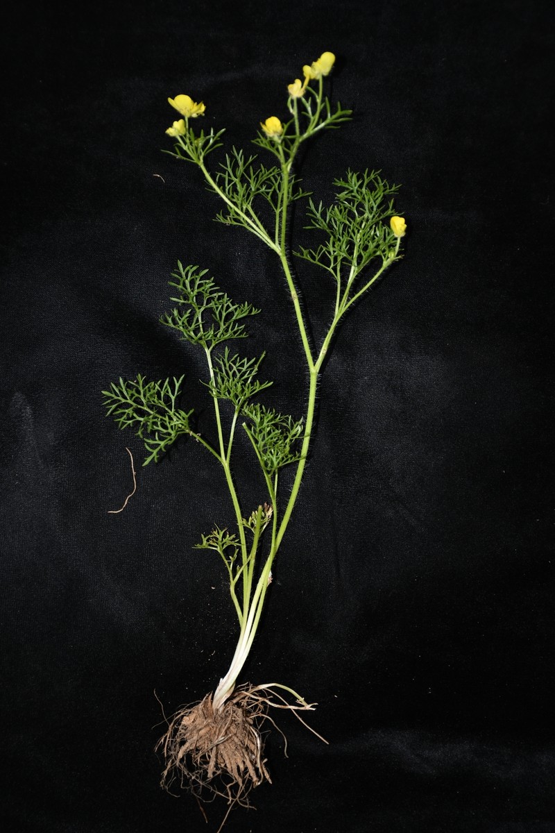Ranunculus tenuilobus photo 5