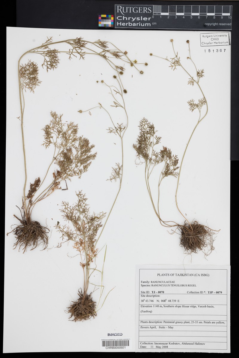 Ranunculus tenuilobus photo 6