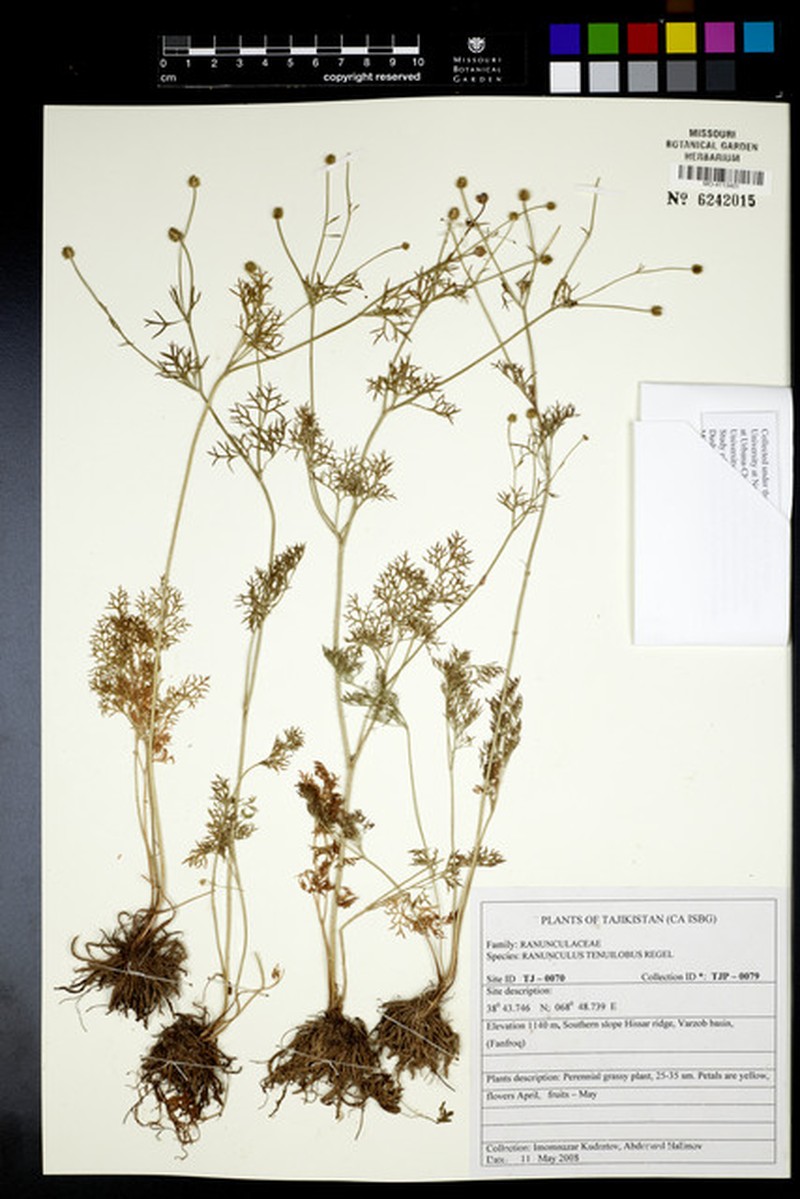 Ranunculus tenuilobus photo 7