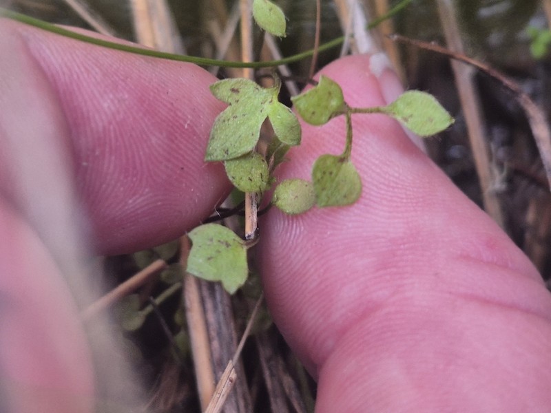 Ranunculus ternatifolius photo 2