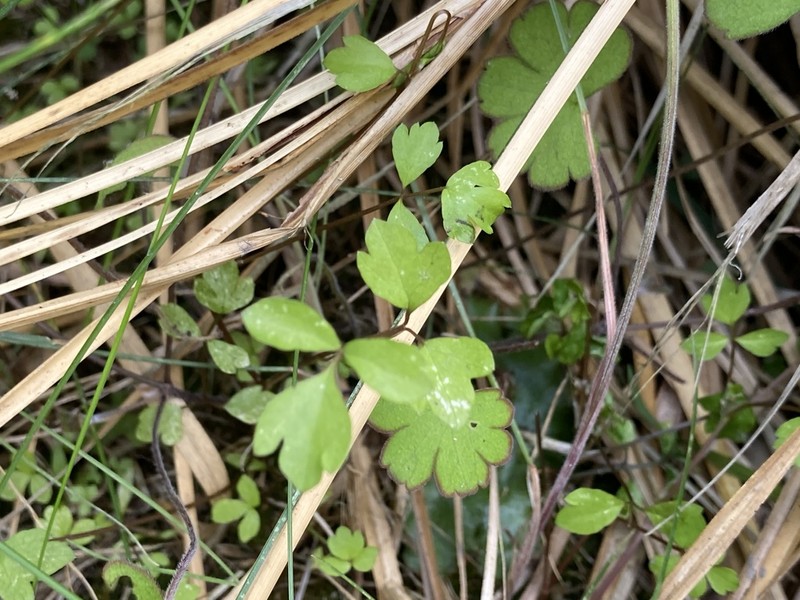 Ranunculus ternatifolius photo 3