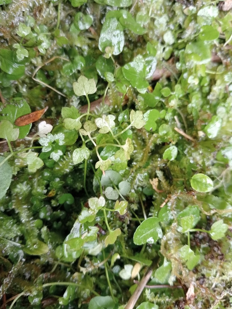 Ranunculus ternatifolius photo 4