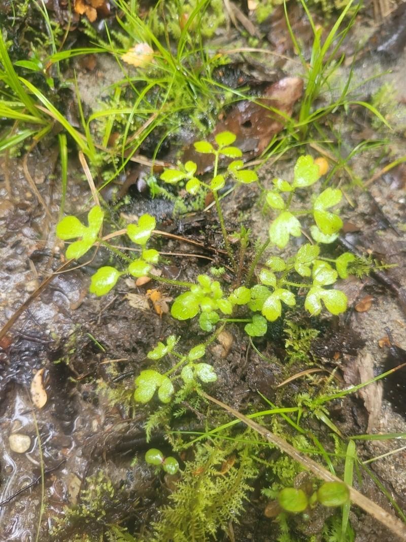 Ranunculus ternatifolius photo 5