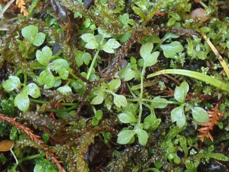 Ranunculus ternatifolius photo 6