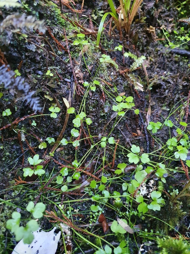 Ranunculus ternatifolius photo 7