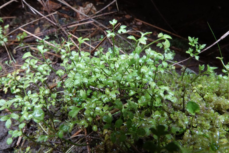 Ranunculus ternatifolius photo 8