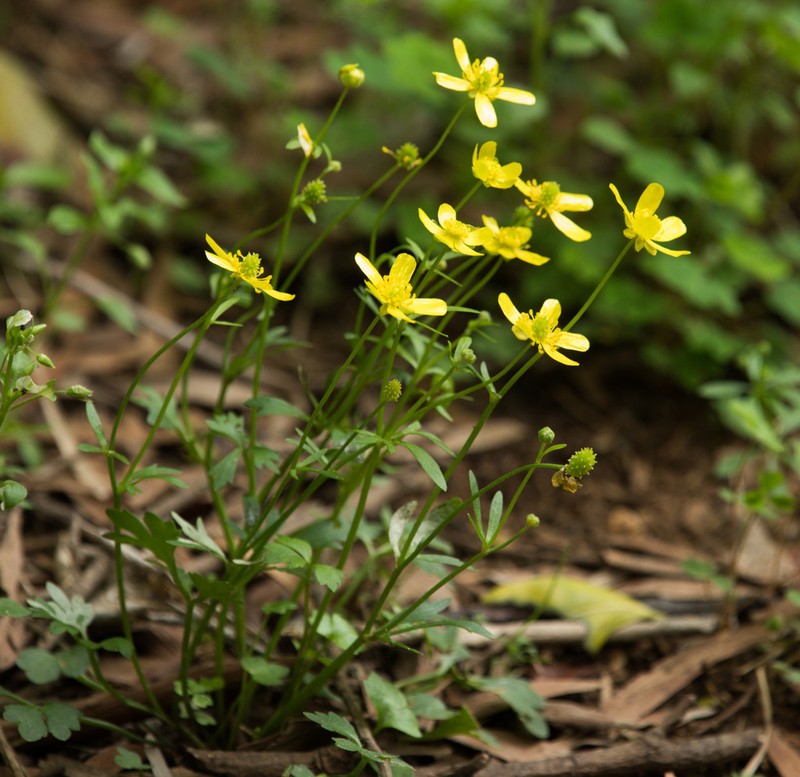 Ranunculus ternatus