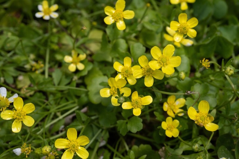 Ranunculus ternatus photo 2