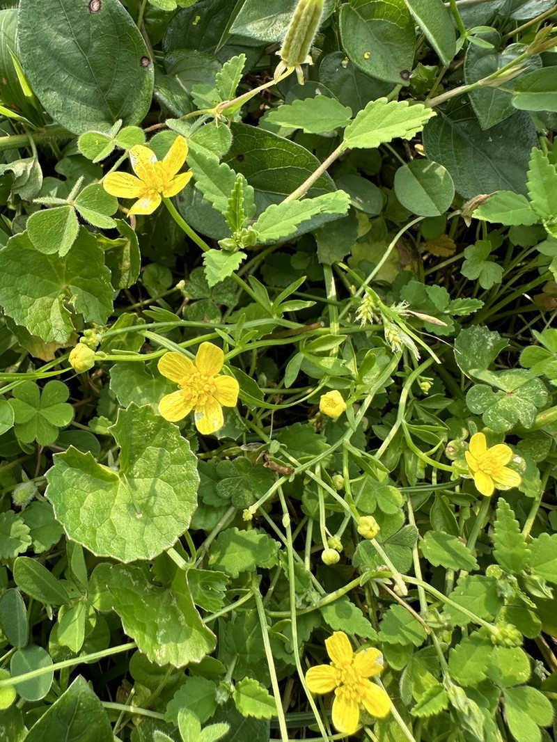 Ranunculus ternatus photo 3