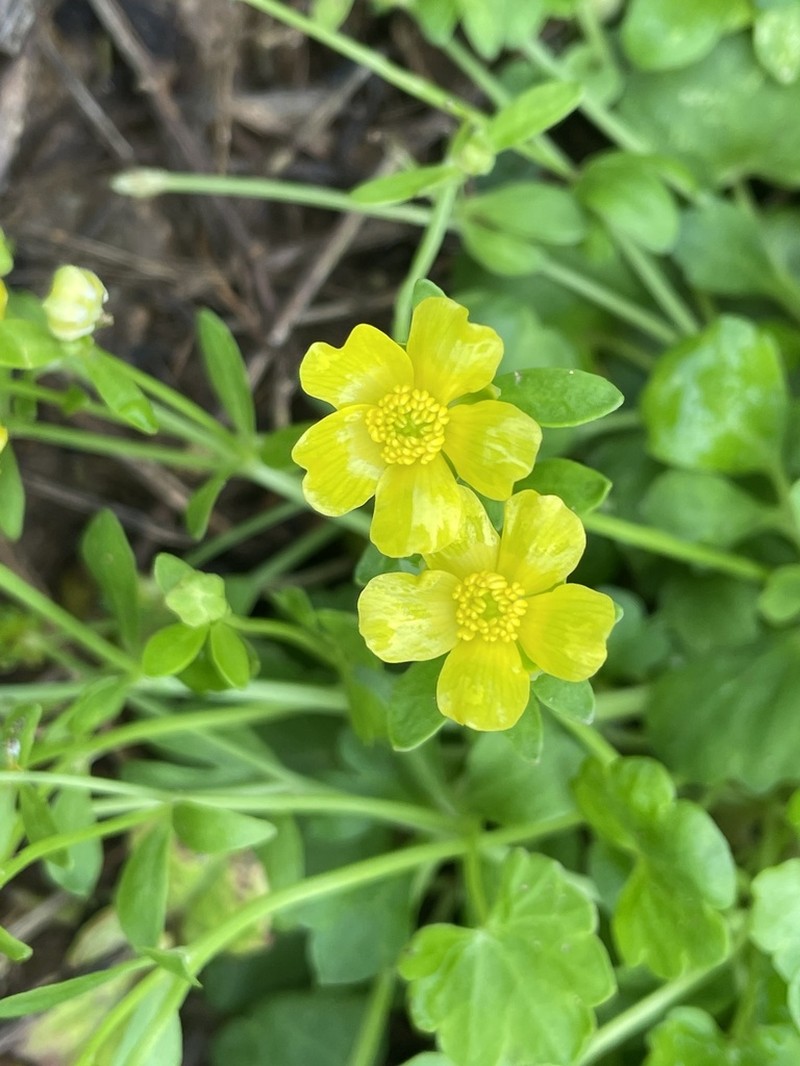 Ranunculus ternatus photo 4
