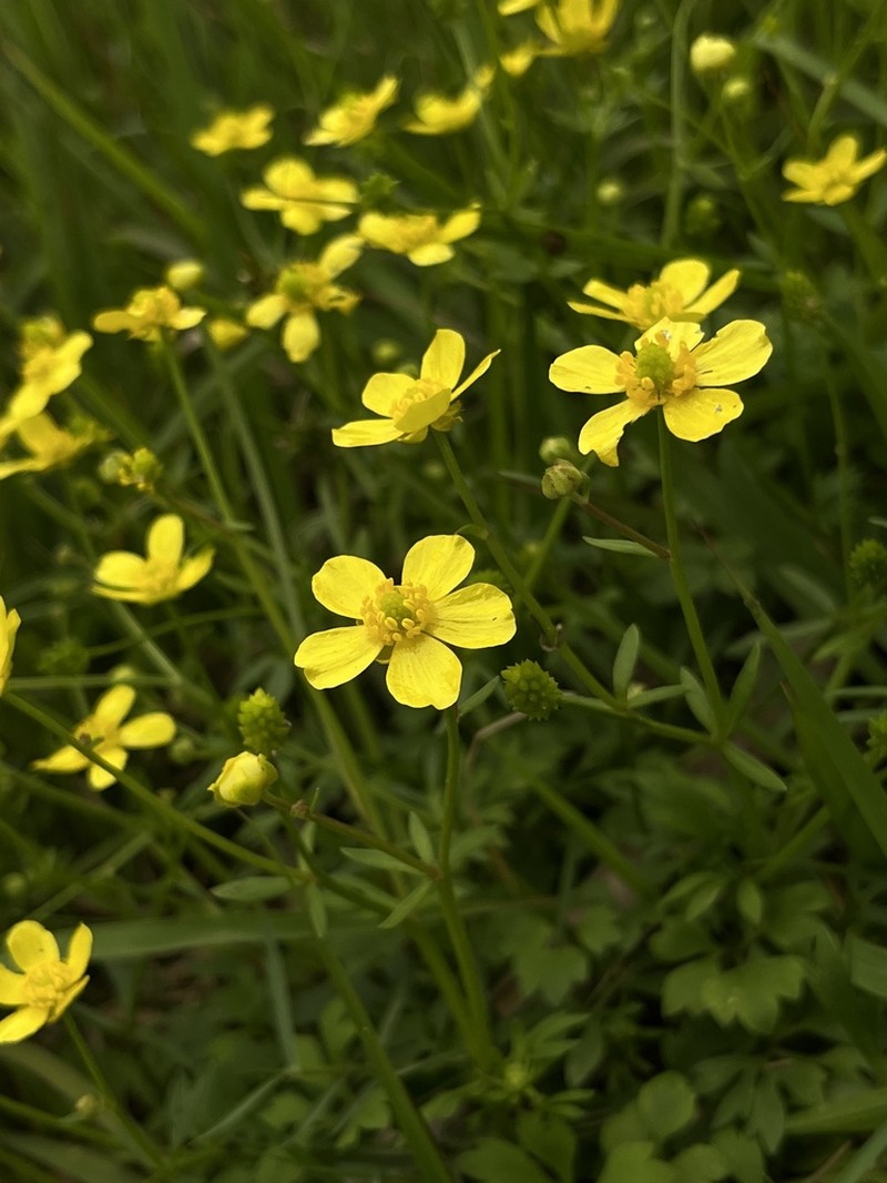 Ranunculus ternatus photo 5
