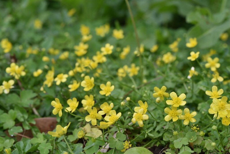 Ranunculus ternatus photo 6