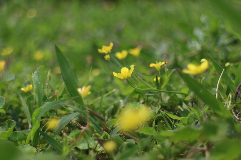 Ranunculus ternatus photo 7