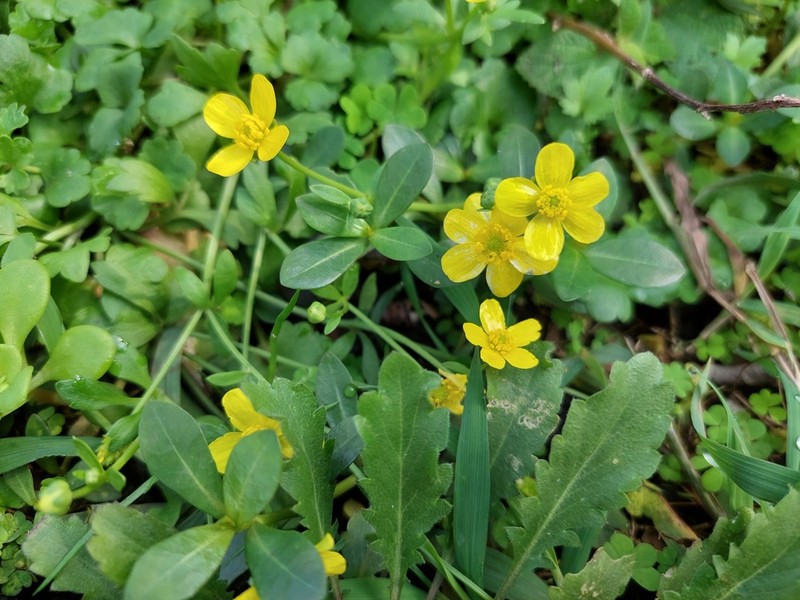 Ranunculus ternatus photo 8
