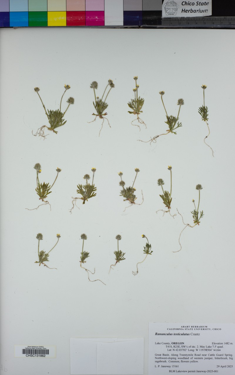 Curveseed Butterwort photo 2