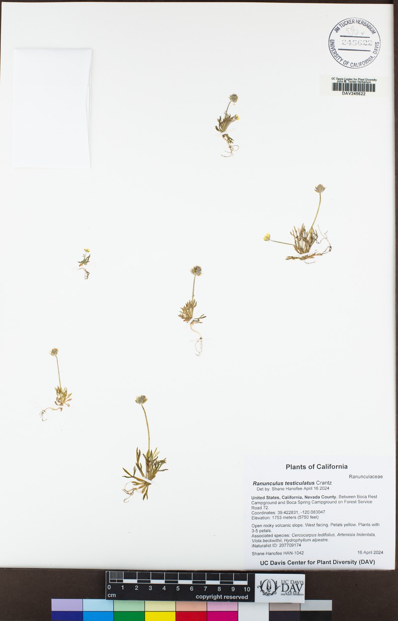 Curveseed Butterwort photo 3