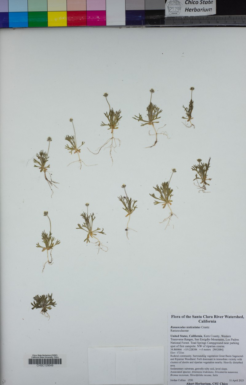 Curveseed Butterwort photo 4