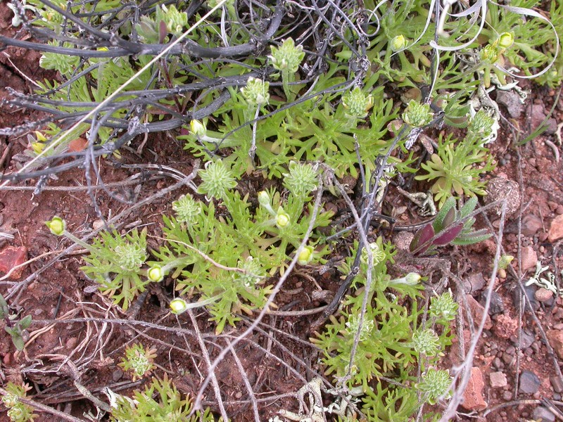 Curveseed Butterwort photo 7