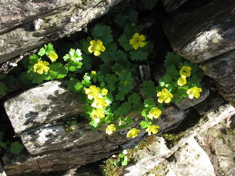 Ranunculus thasius photo 2