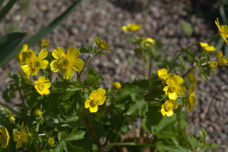 Ranunculus thasius