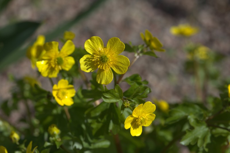 Ranunculus thasius photo 4