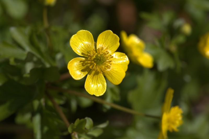 Ranunculus thasius photo 5