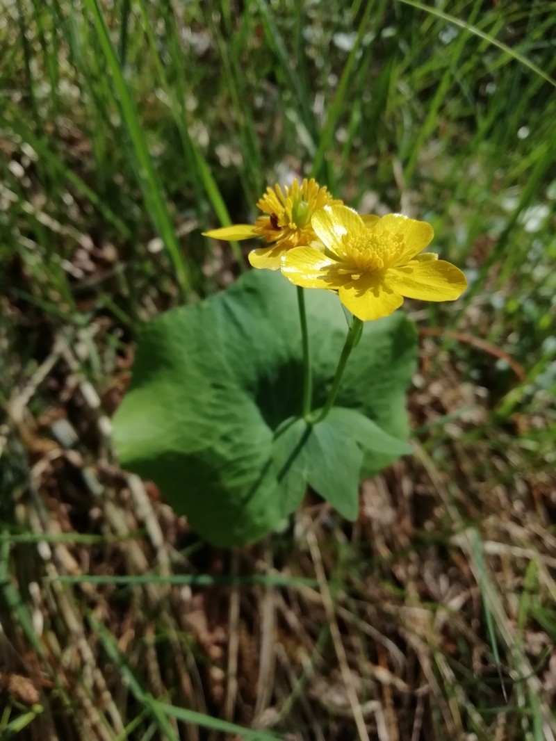 Ranunculus thora