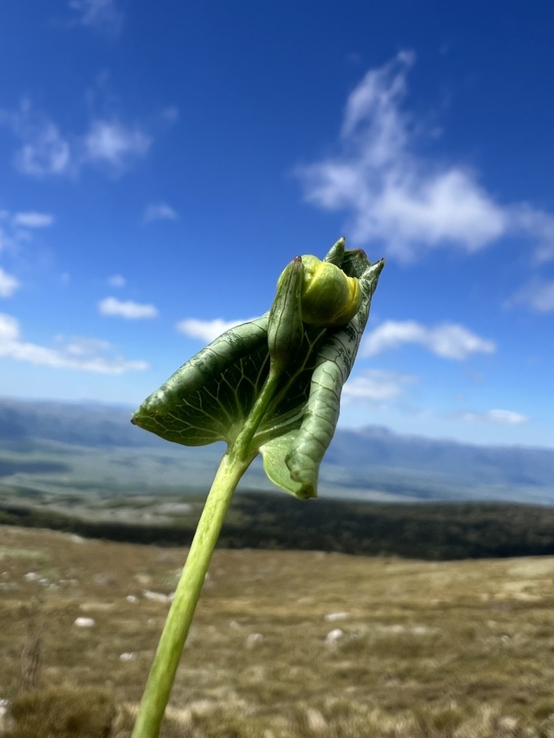Ranunculus thora photo 2