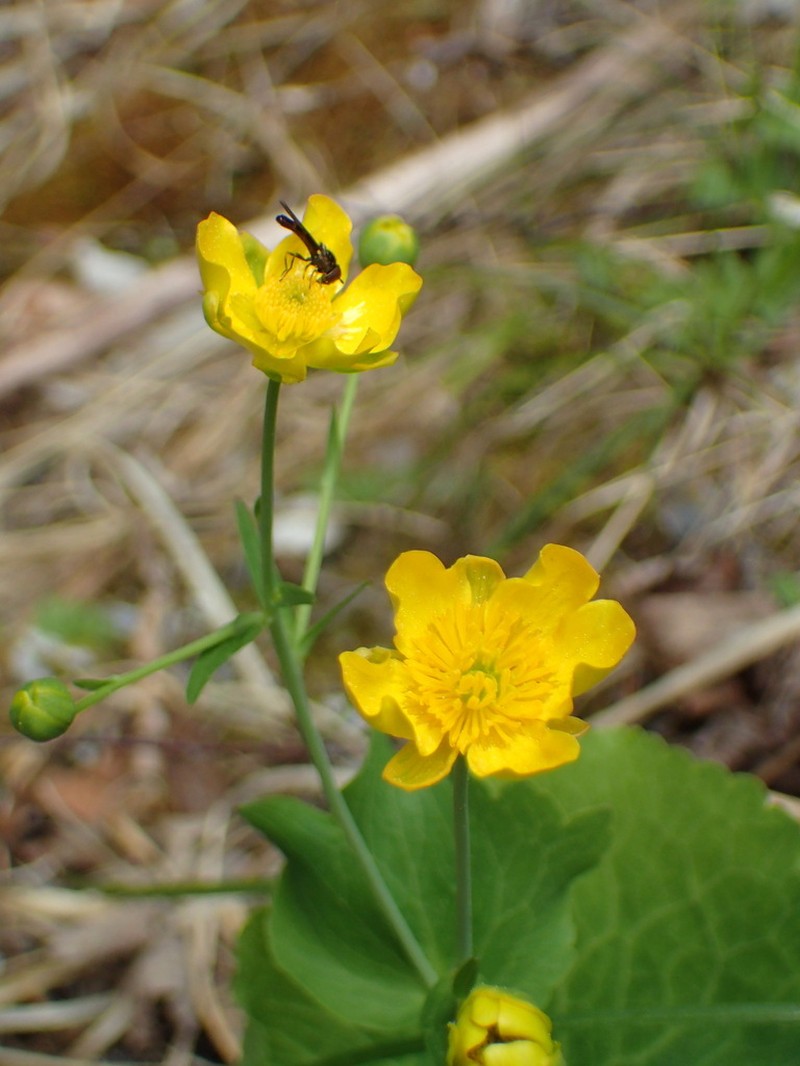 Ranunculus thora photo 3