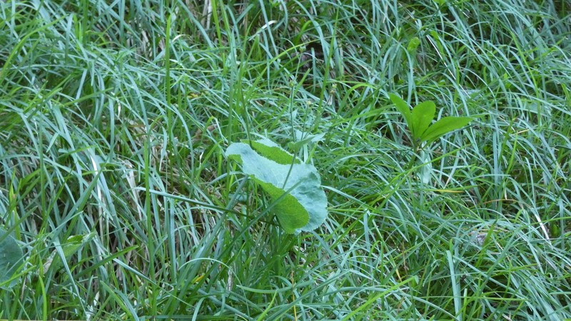 Ranunculus thora photo 5