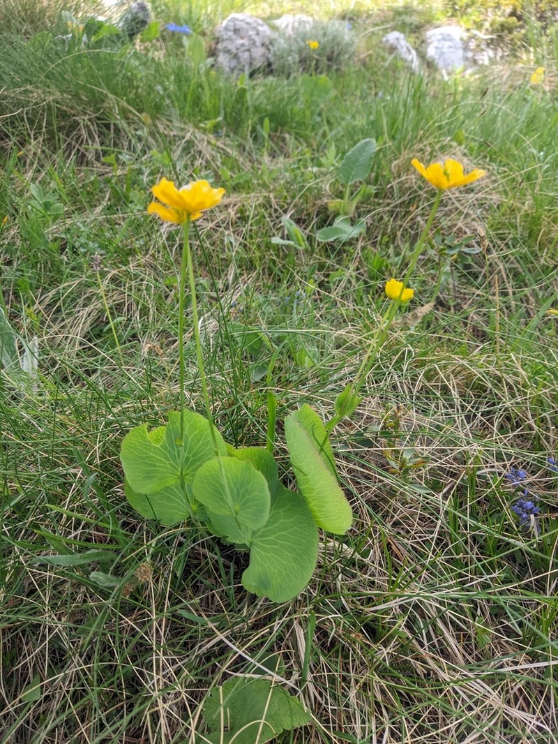 Ranunculus thora photo 6