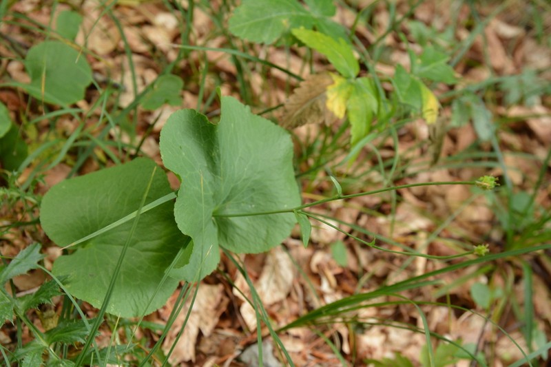 Ranunculus thora photo 8