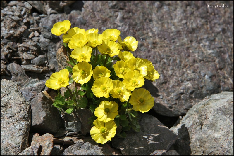 Ranunculus transiliensis