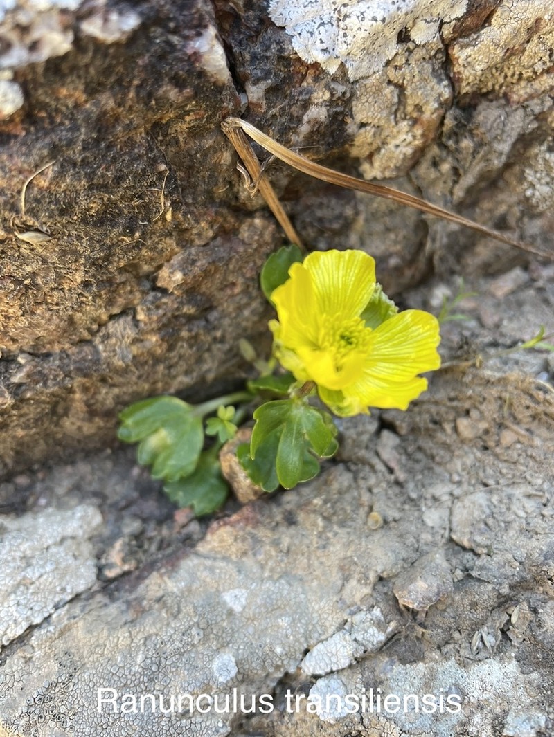 Ranunculus transiliensis photo 2
