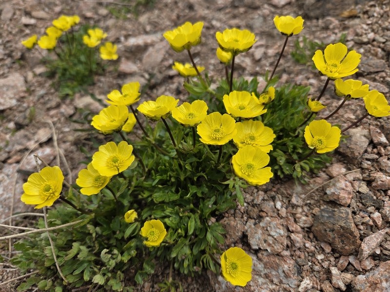 Ranunculus transiliensis photo 3