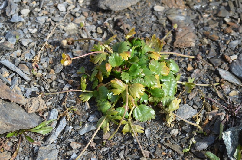 Ranunculus transiliensis photo 4