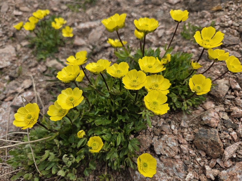 Ranunculus transiliensis photo 6