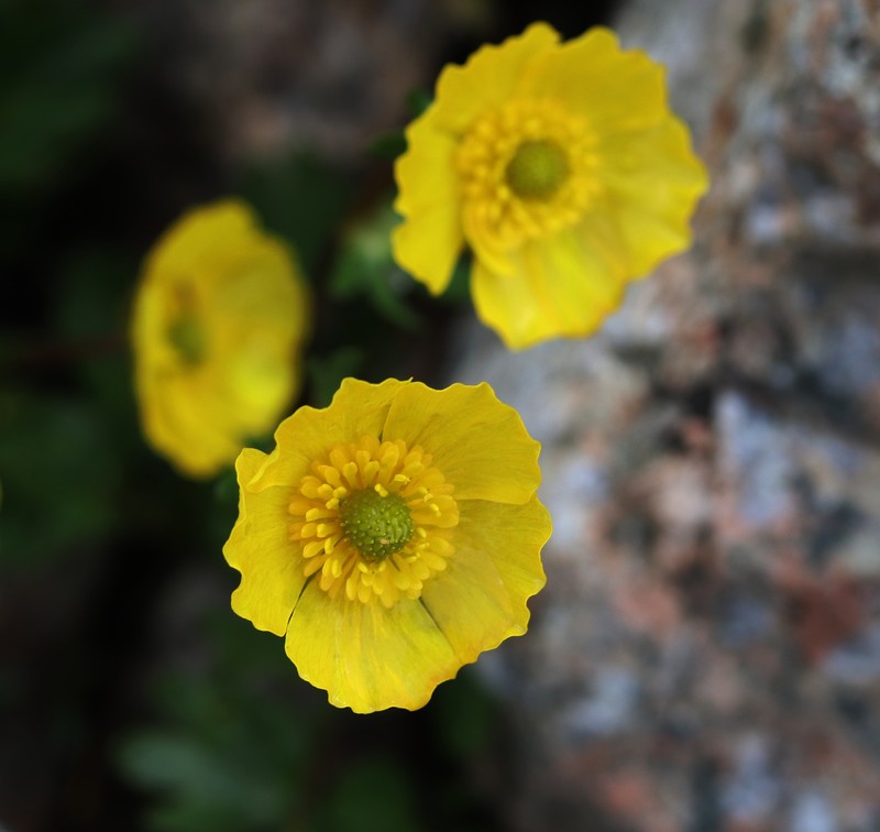 Ranunculus transiliensis photo 7