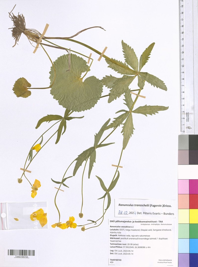 Ranunculus tranzschelii