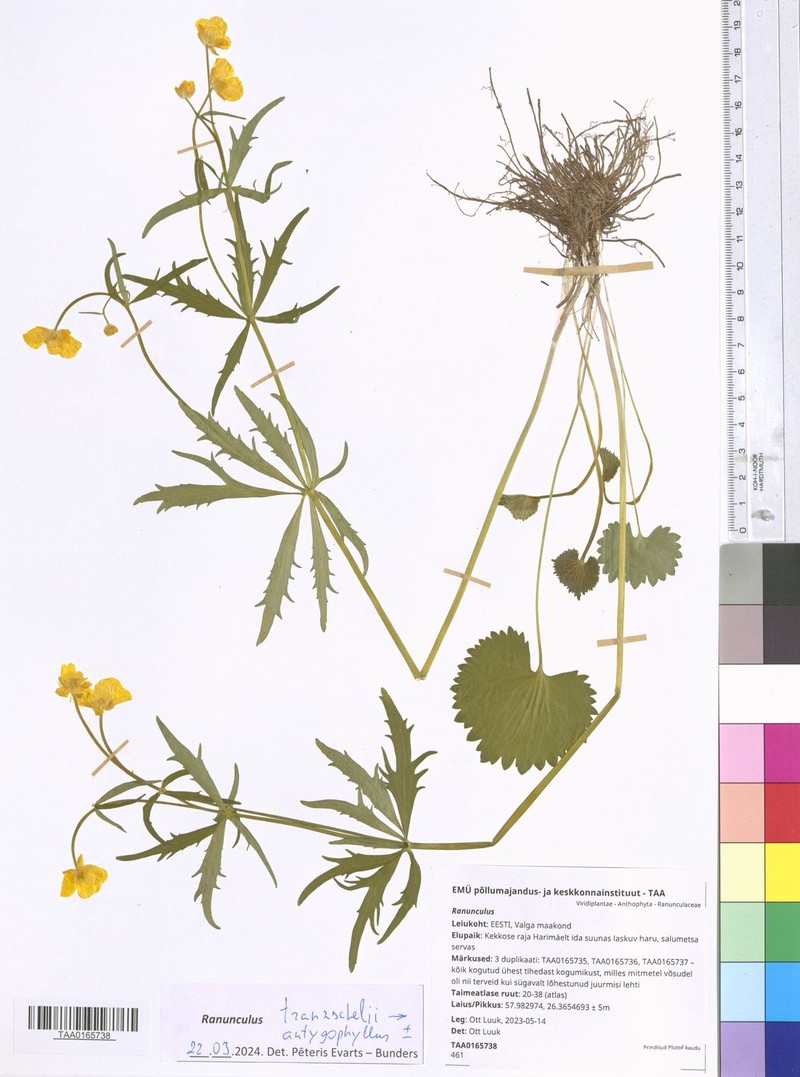Ranunculus tranzschelii photo 2