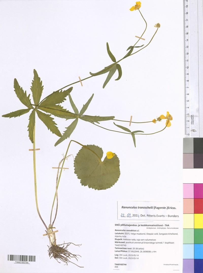 Ranunculus tranzschelii photo 3