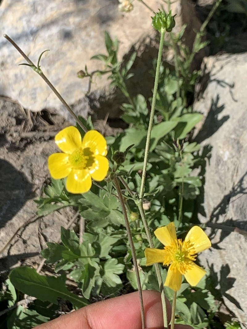 Ranunculus trichocarpus