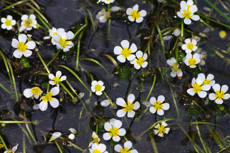 Threadleaf Crowfoot