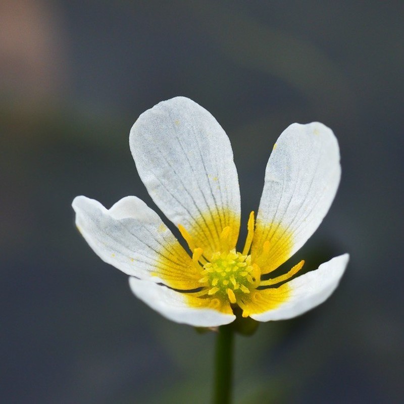 Threadleaf Crowfoot photo 2