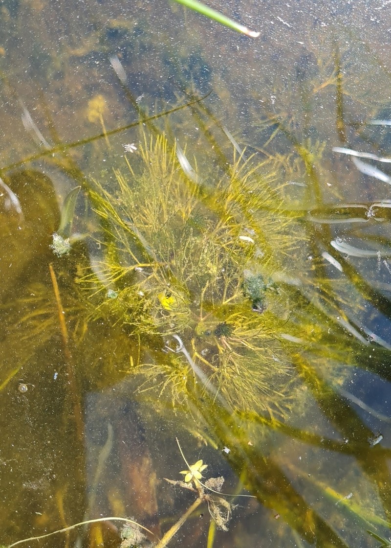Threadleaf Crowfoot photo 3