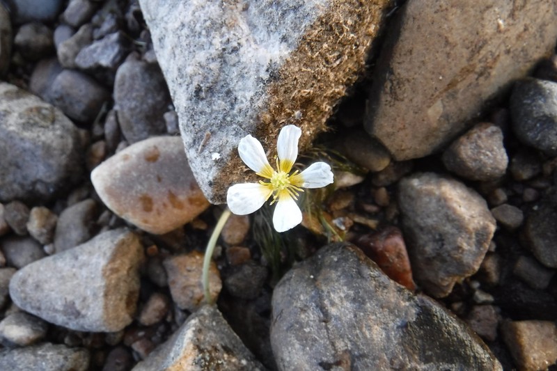 Threadleaf Crowfoot photo 4