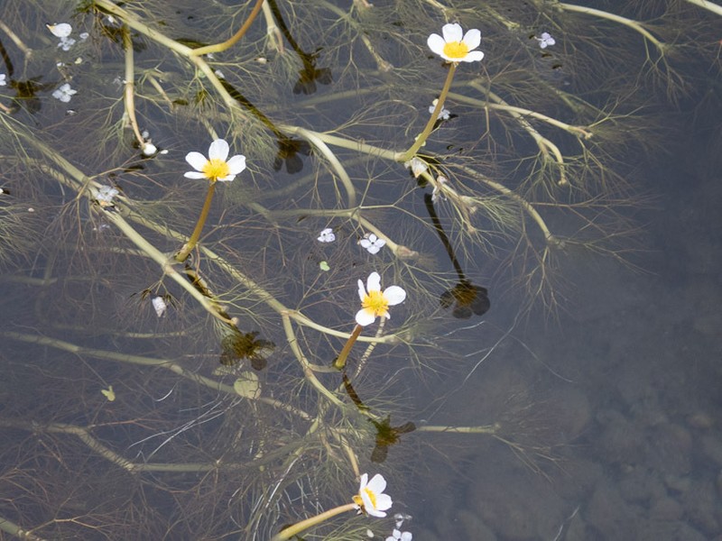 Threadleaf Crowfoot photo 5