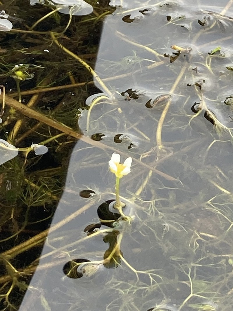 Threadleaf Crowfoot photo 6