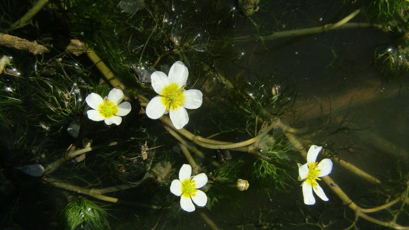 Threadleaf Crowfoot photo 7
